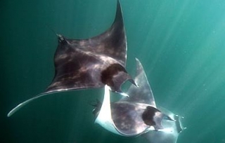  Manta Ray 